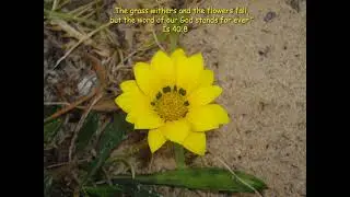 Beach flower