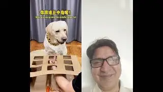 #entertainment #reaction #funny #cute dog