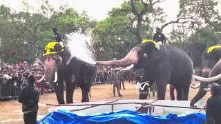 Elephants spray water and play with People | Kanjan and Bheema
