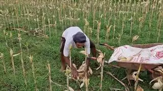 SMART FARMERS USE CART TO COLLECT CRYSTAL CORN QUICKLY!  -Agriculture Farming