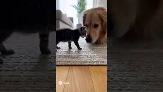 Tiny Kitten Stands Up to Big Dog | The Cutest Showdown Ever #kitten #dog #funnyanimals