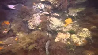 Tauchen im Grevelinger Meer