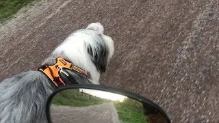 Endurance bike training for Opium,  bearded collie girl , 20-month-old