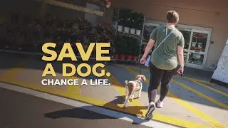 Save a Dog. Change a Life. | How Rescue Dogs Help Veterans Heal | K9 Partners for Patriots
