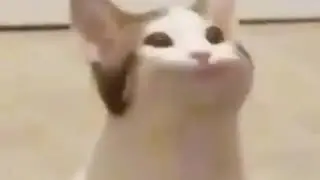 Cat bop bop bop