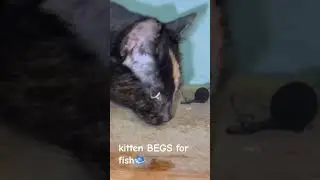 kitten BEGS for fish🐟 #mukang #cat