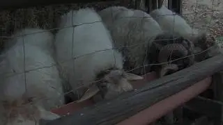 Hemanos Cosio - El Pastorcillo (villancico)