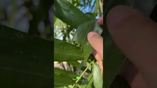 Ptychosperma schefferi