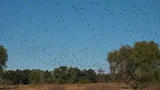 Thousands of ducks at Butte Creek Island Ranch