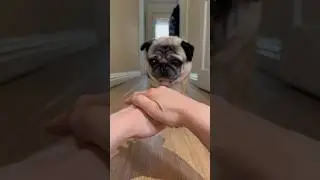Hands In Challenge FAIL 🤣 #handsinchallenge #dogshorts #dogs #dog #pug #shorts