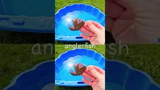 Kids Learn | Sea Animal Names: Anglerfish Turtle Clownfish Jellyfish Crab #SummerOnShorts