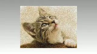 5000 Cats into 1 Cat 🐈🎬