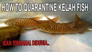 Malaysian Greatest Red Mahseer/Ikan kelah merah termahal dimalaysia
