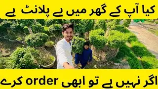Full decoration plants in this | visit all plants | faces cutting decoration 😱