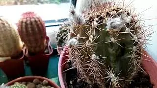Как не заметно для нас погибают кактусы...🌵😦