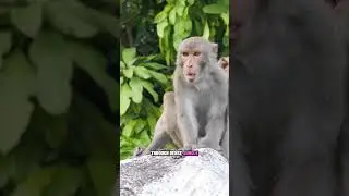 The Loudest Scream on Earth #wildlife #nature