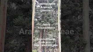 Youtube shorts# binomial name# plant identification #Botanical adventure # New Caledonia pine