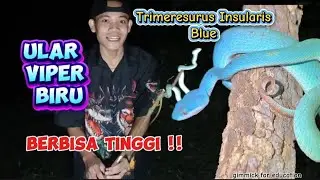 Ular viper biru Trimeresurus Insularis blue berbisa tinggi