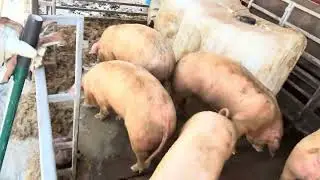 #Yuck!! I&rsquo;ve been cleaning frozen pig pens alll morning.
