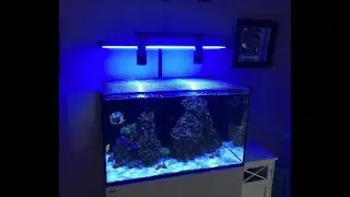 Red Sea Reefer 250 | T5 POWER | Kessil T5 Hybrid | Neptune AFS User Error | Equipment Cabinet MESS