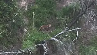Top 10 Cryptid Photos