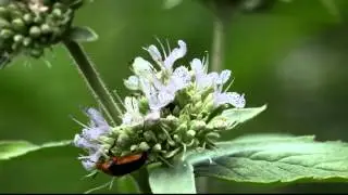 Wedged shaped beetle forages on hoary mountain mint
