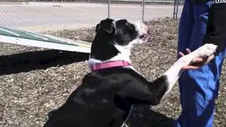 Midori a 1-year-old American Pit Bull Terrier Labrador Retriever mix available for adoption at the Wisconsin Humane Society