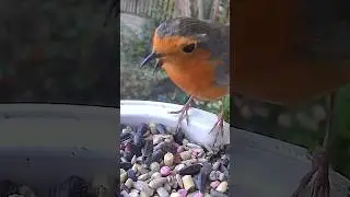 Beaky the disabled robin visiting the garden Birdfy bird feeder