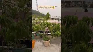 Changing The Pot Of My Litchi Tree #short #gardening