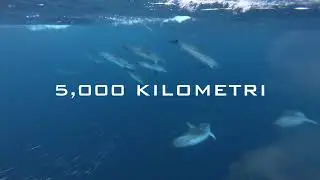 3,000 Miles Alone at Sea | Youngest Person to Row Across the Atlantic Alone