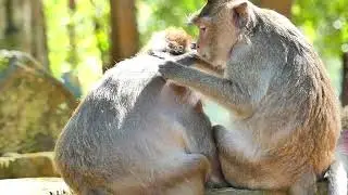Jades monkey want to talk to her friend , but They out of Them away, She like Their for health care