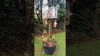 Bird Video-Bird cam feeder- silly birds fighting over food! Who rules the roost! 12 January 2026