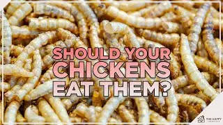 Можно ли давать курам сушеных мучных червей?