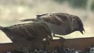 Vrabec dom&aacute;c&iacute; (Passer domesticus) House sparrow
