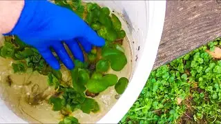Bleaching Aquarium Plants