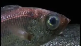ヒゲオオメハタ　Malakichthys barbatus