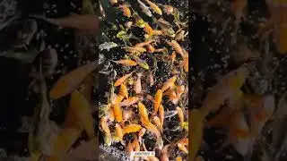 🐟Koi Fry Feeding🐟 1000 Happy and Hungry Koi fry at feeding time in EZ Pond, see any you like??