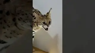 Как сервал ремгрует на няню😱пока мы ездили в Минск,дети были с кумой Леной.Сразу видно любовь?😆
