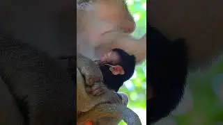 Really sweetie newborn baby | Cuteness and Overload #122 #BabyMonkey #Videomonkeys!