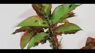 ANTI PUCERONS SANS PESTICIDE