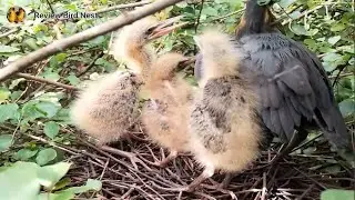 Black bittern Birds  Little birds in a beautiful nest (EP43) Beautiful Black bittern Birds