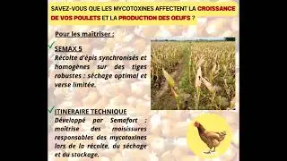 La SEMAX   pour une am&eacute;lioration des rendements du ma&iuml;s et une optimisation de l'&eacute;levage de volaille
