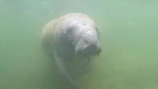 Manatee at Crystal River
