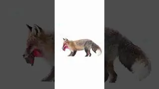 Red Fox Survival Strategy | Food Caching Behavior in Spiti&rsquo;s Harsh Winter | Wild Wonders Expeditions