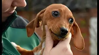 12 gravhunde overdraget