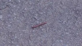 millipede on Honolua Bay access trail, Kapalua, Maui, Hawaii
