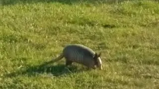 Armadillo digging around the grass.