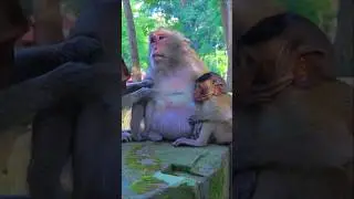 Adorable Monkey Daisy Nursing Her Child Demi