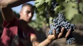 Could red wine help slow Alzheimer's?