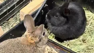 Rabbits at Rural King - 1/9/26